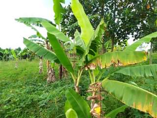 Gamucwa K.
