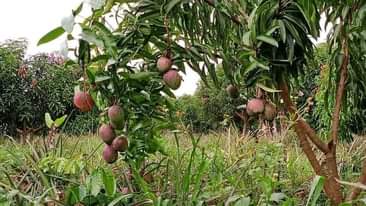 A picture of Uganda Luwero sale 100acears of land for sale located at