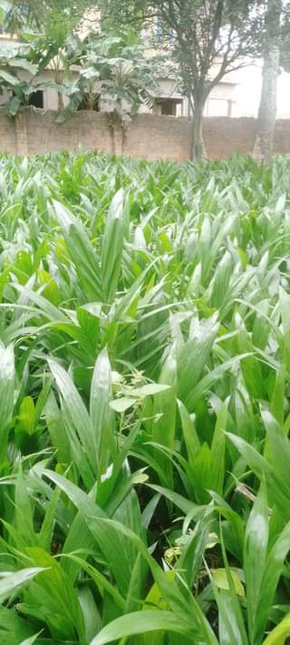 A picture of oil palm seedlings