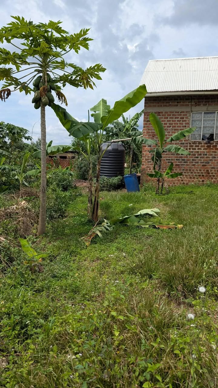 A picture of House on quick sale Wakiso Namayumba 22M 50x100 good 3bed