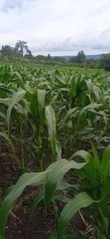 A picture of Are you having plans and want to start farming we