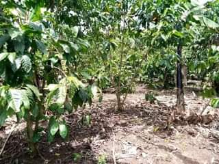 A picture of PLOT 40 170FT FOR SALE IN NAKASEKE KAPEEKA 1KM FROM