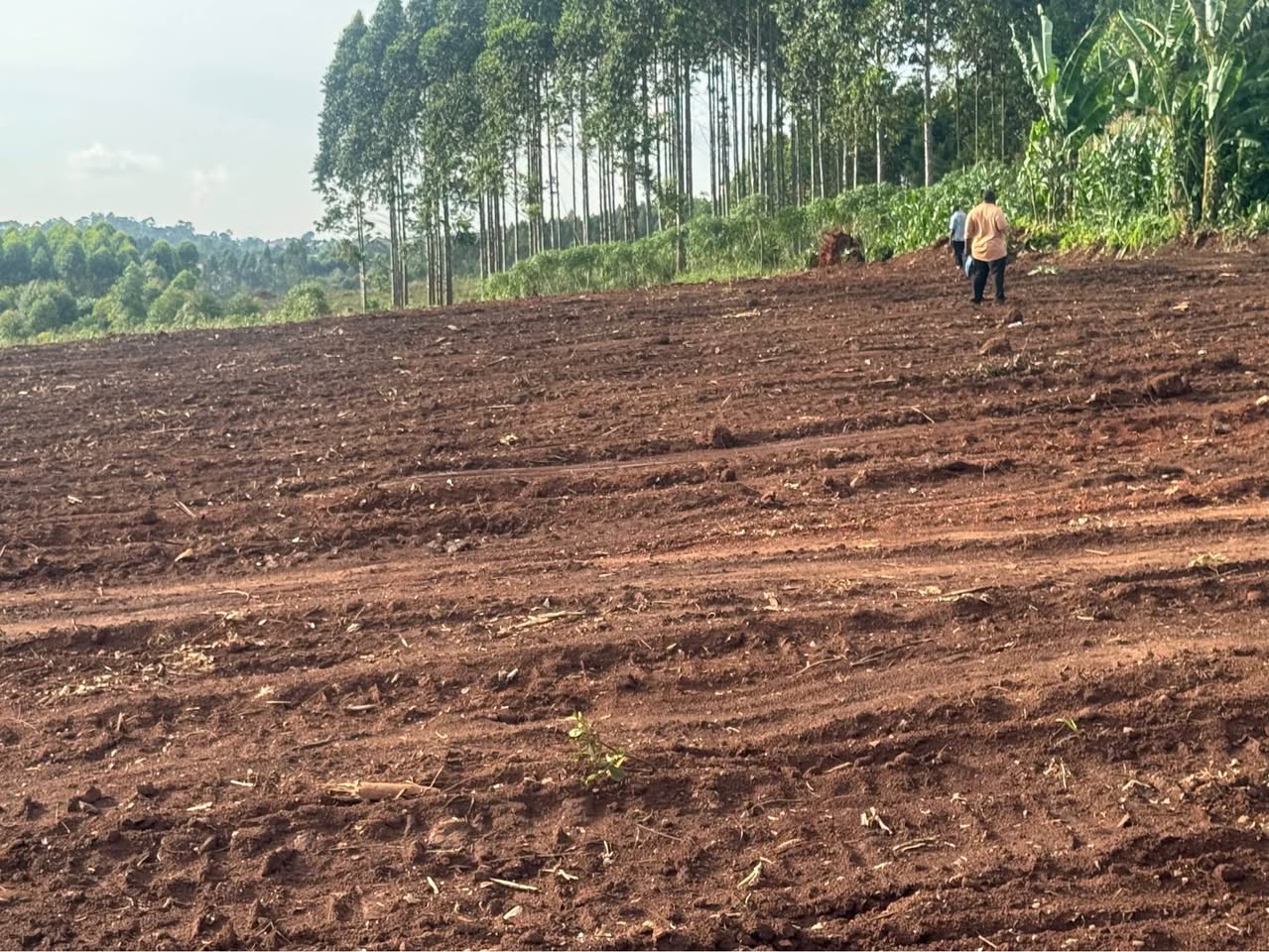 A picture of Kalagi estate 0702302042