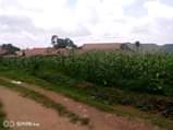 A picture of HOT DEAL PLOT BEHIND NKUMBA UNIVERSITY FOR SALE 25 decimals