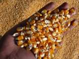 A picture of MAIZE SHELLER
