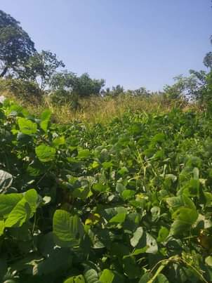 A picture of shamba linauzwa lipo bagamoyo kiwangwa bago