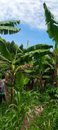 A picture of land