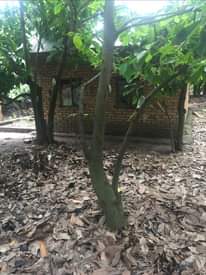 A picture of Kiwanja na nyumba