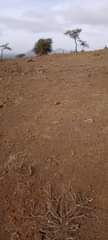 A picture of ENEO LA MLIMA LINAUZWA