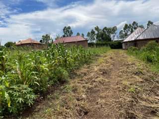 A picture of Plot at 15m in busika