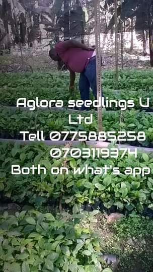 A picture of Coffee seedlings Clonal Coffee