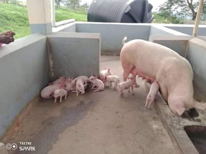 A picture of For pig farming guide ebooks Drop your number or WhatsApp