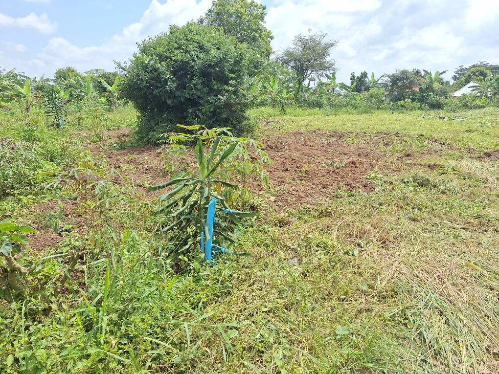 A picture of Cheap plots