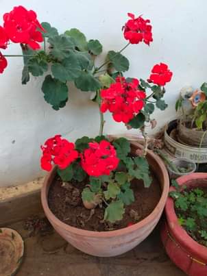 plants