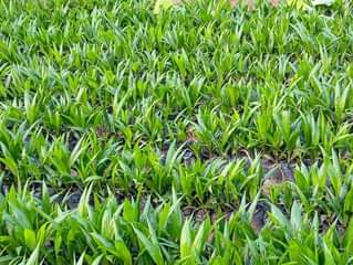A picture of Oil Palm