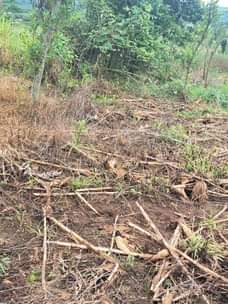 A picture of 30 acres of land private mailo land for sale price