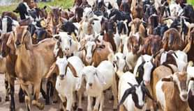 A picture of Are you interested in farming goats Kindly messenge me WhatsApp