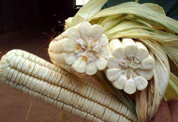 maize