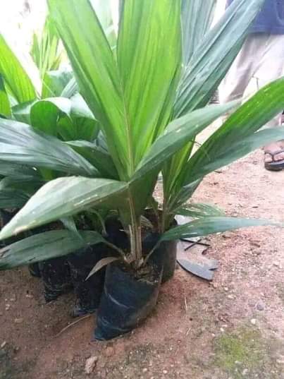 A picture of Palms seedlings coconut plantain guava pineapple