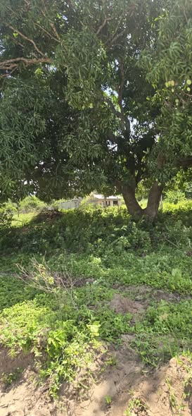 A picture of PRIME PLOTS FOR SALE IN MSABAHA MALINDI