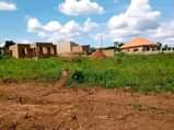 A picture of Two plots of land on quick sale at matugga kiweebwa