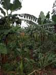 A picture of LAND FOR SALE IN GOMBA 5Acres available for sale in