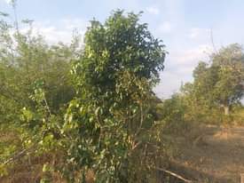 A picture of shamba linauzwa lipo bagamoyo kiwangwa bago