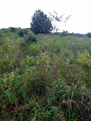 A picture of 200acres on sale all at 2.4bn few kilometers from kikyusa