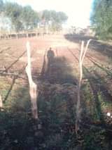 makutano plots