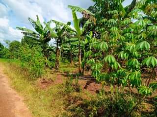 A picture of One Acre olusuke at 60m Matuga Kaaso Good for country