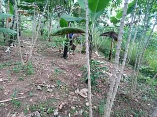A picture of Plot 25 120ft for sale in Nakaseke Kapeeka Kuffu village