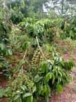 A picture of FOUR 4 ACRES ON QUICK SALE MITYANA KALANGALO TITLE PRICE