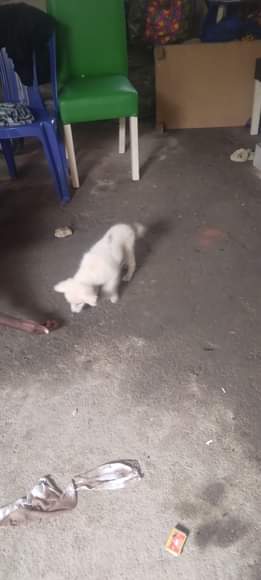 A picture of Pet dog for sale Price 60k negotiable Location city college