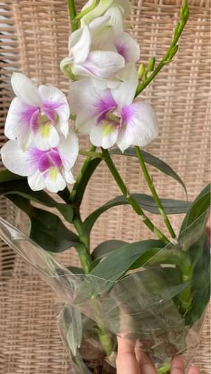 A picture of Flowers