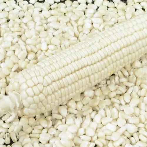 maize