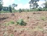A picture of  2.5 ACRE S Land title FOR SALE IN GAYAZA