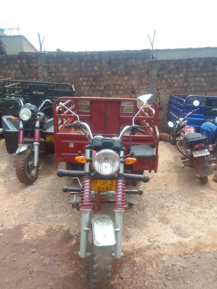 A picture of Tukutukus