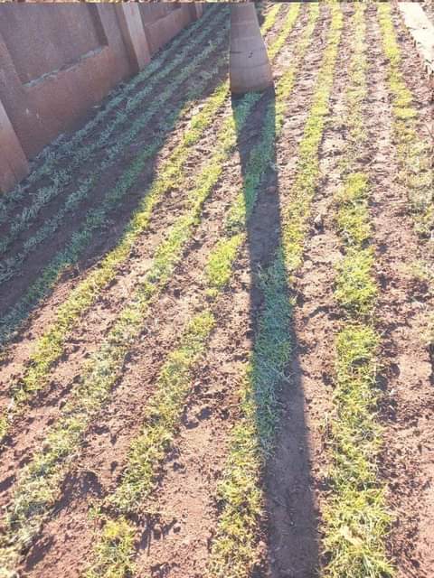 landscaping ssrvices