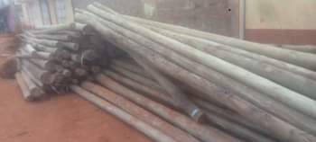 Muchiri J.