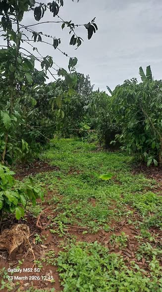 uganda plots