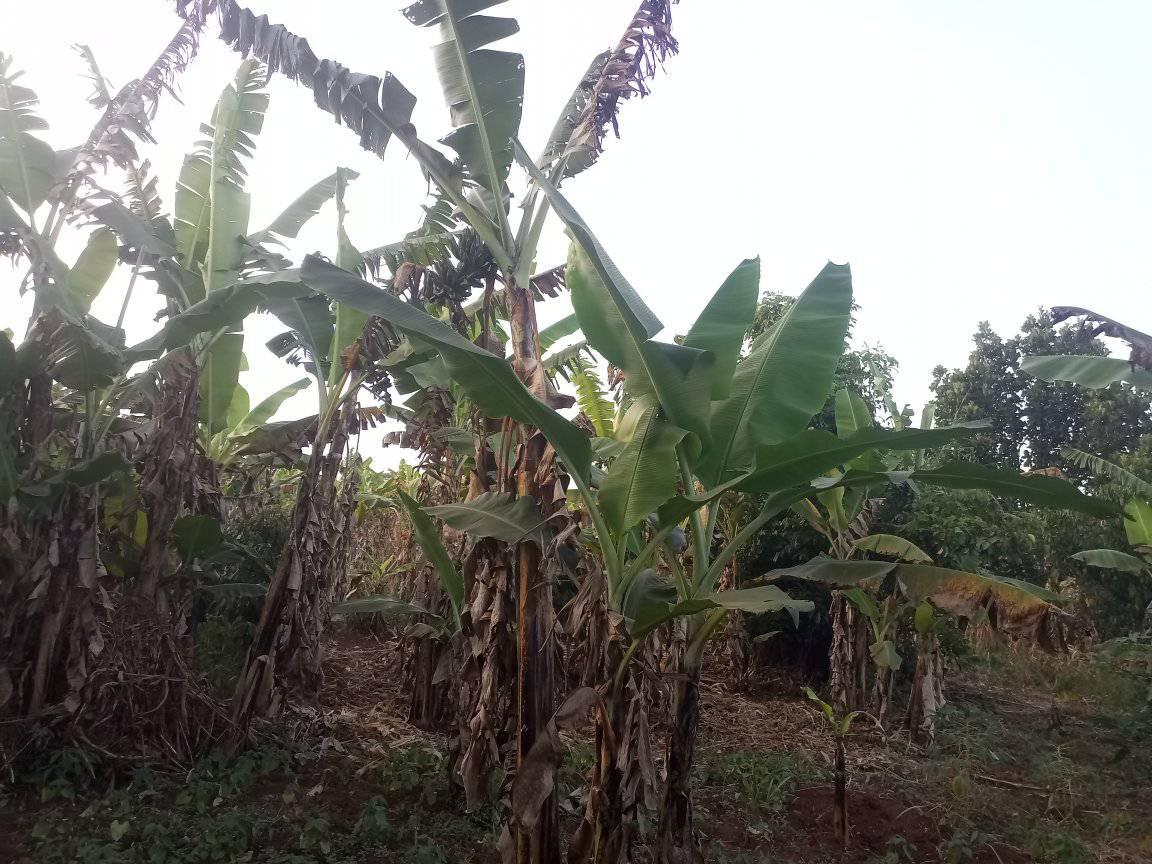 A picture of Any one in need of plot and big land in
