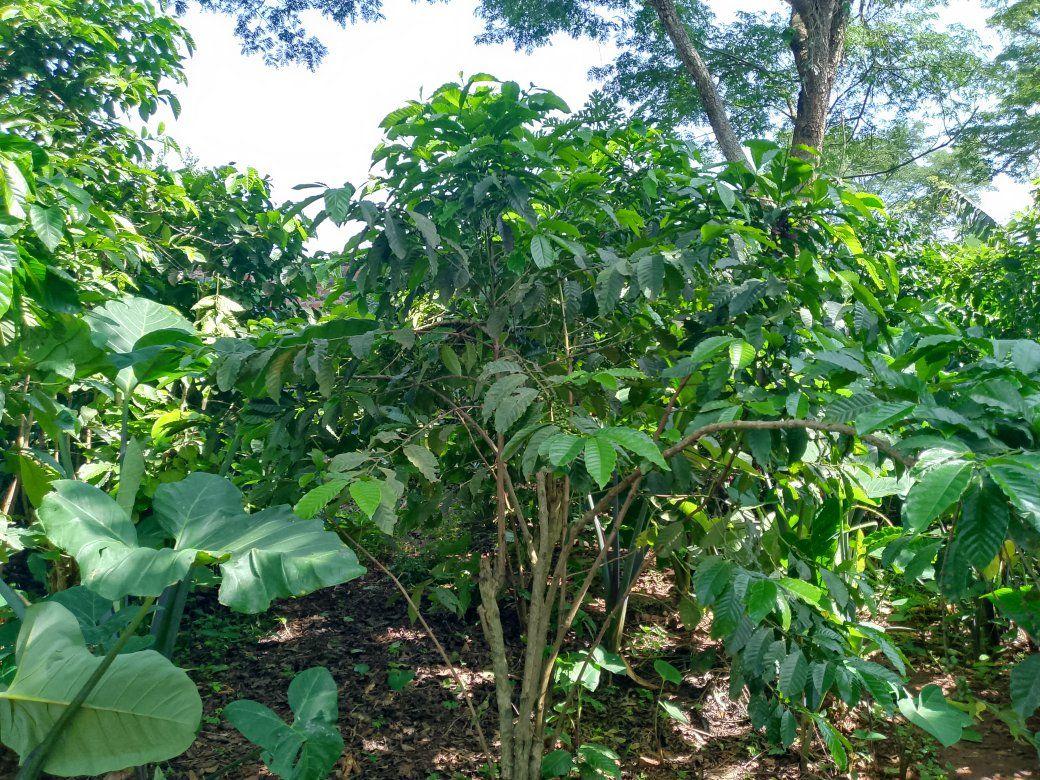 A picture of PLOT 50 150FT FOR SALE IN NAKASEKE KAPEEKA