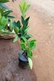 A picture of Ladies and gentlemen we are DK nursery seedlings Uganda We