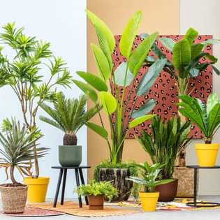 plants