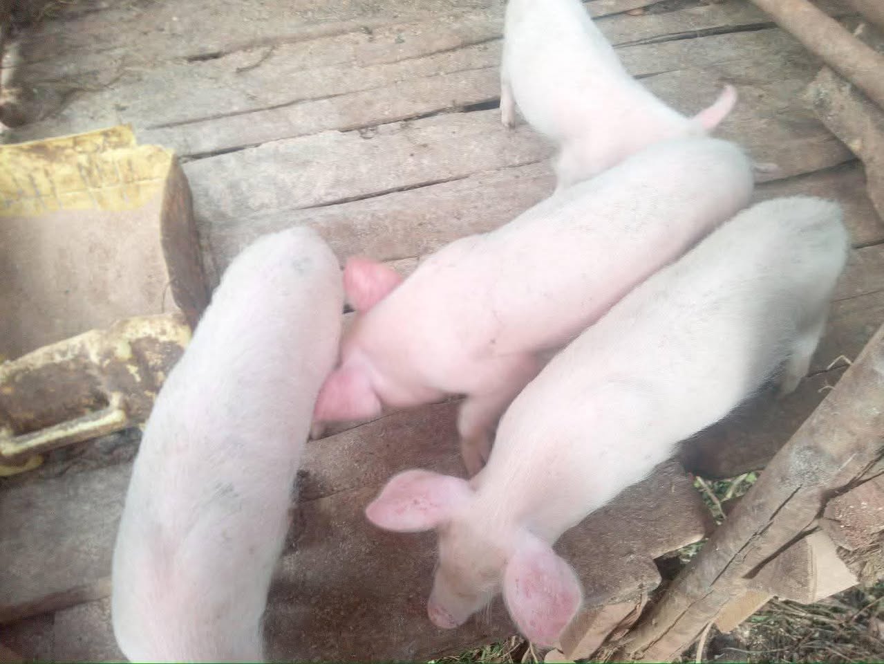 A picture of Animal piglets