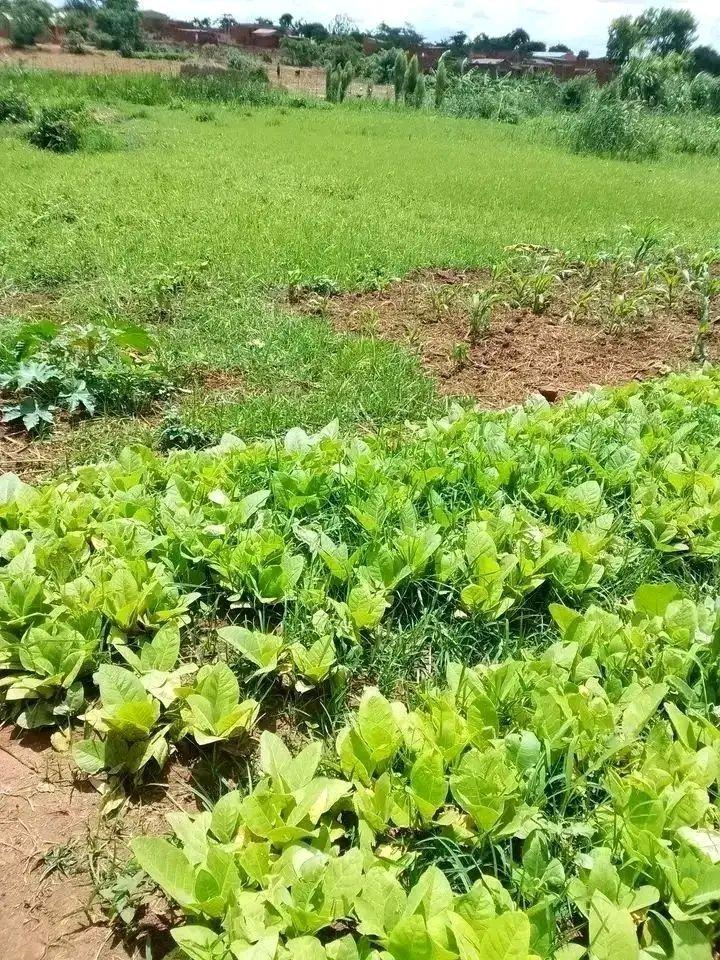 land
