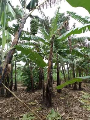 A picture of HOT DEAL TWO ACRES two acres of land on sale