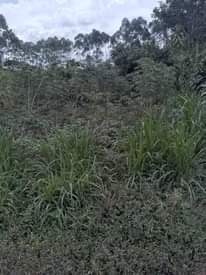 A picture of Land