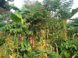 A picture of PLOT 50 200FT FOR SALE 