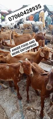 A picture of You need very mature goat meat contact Angee food n